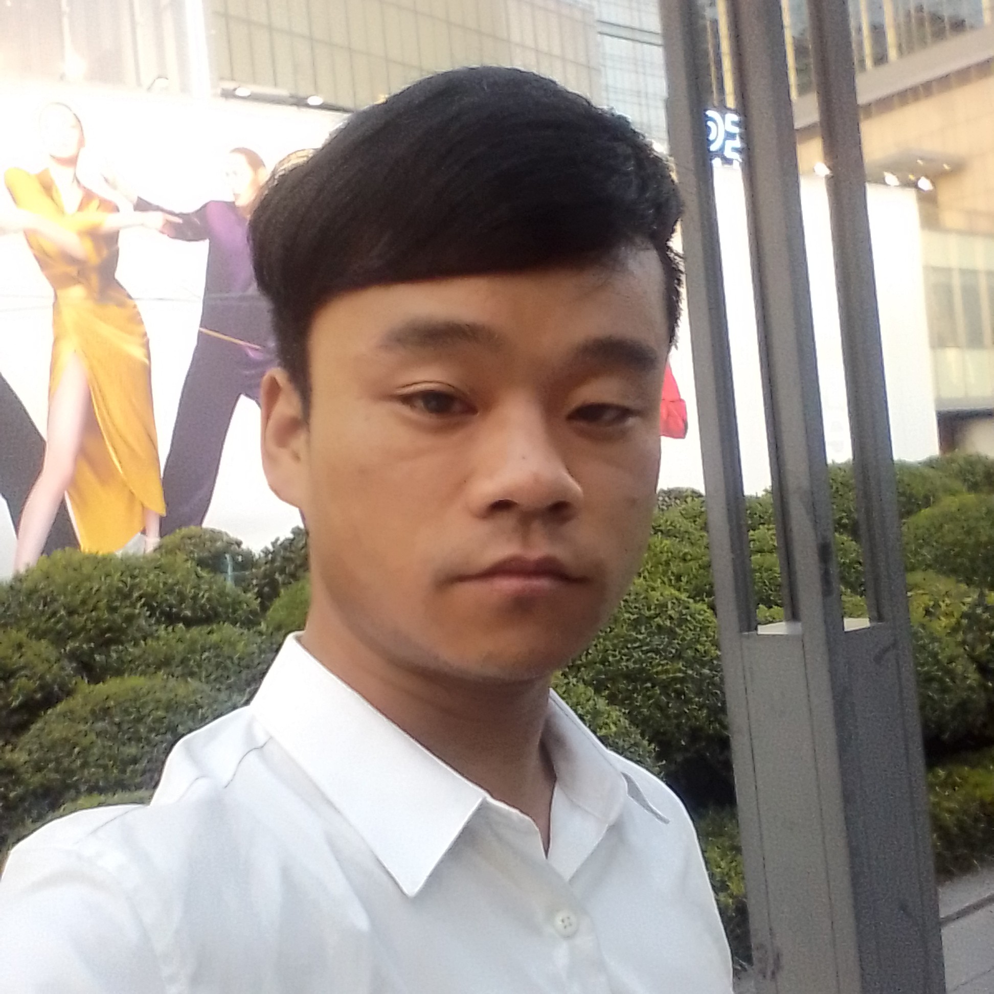 小鸽子凝眸靓丽的照片
