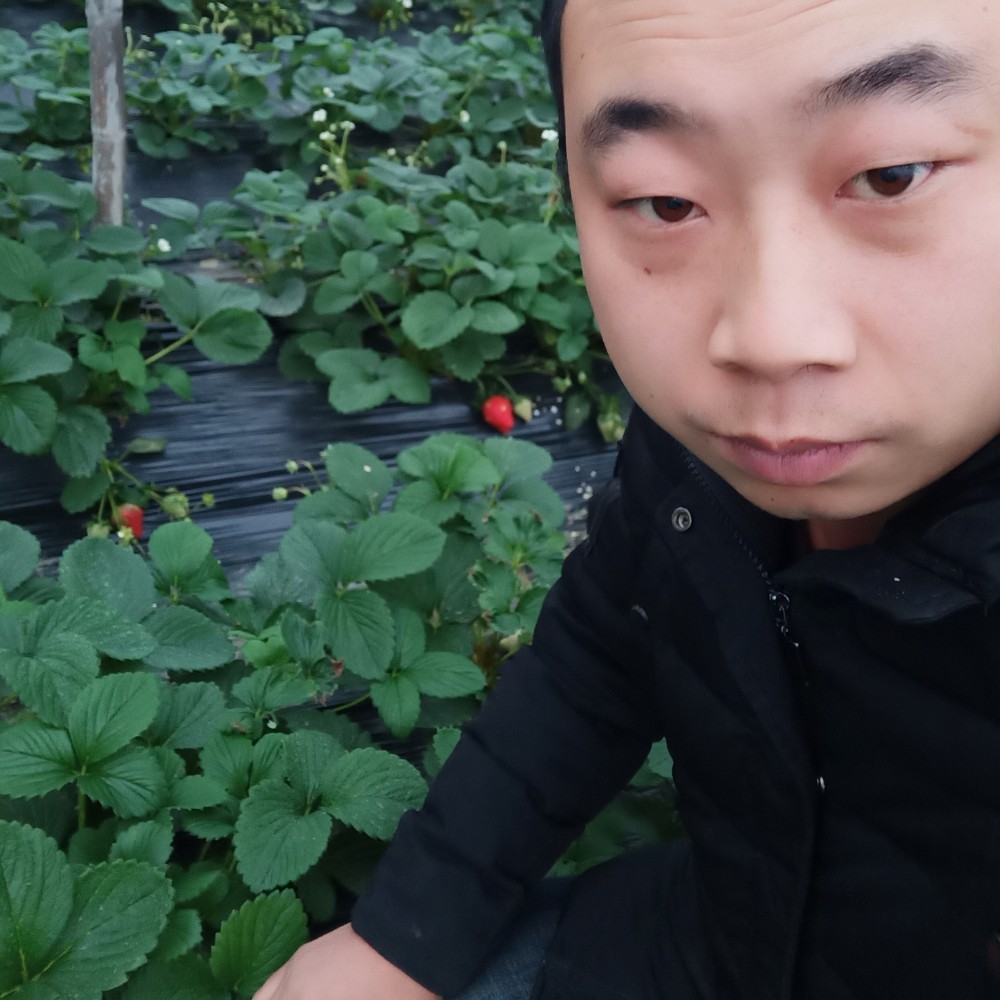 滑板高贵的照片