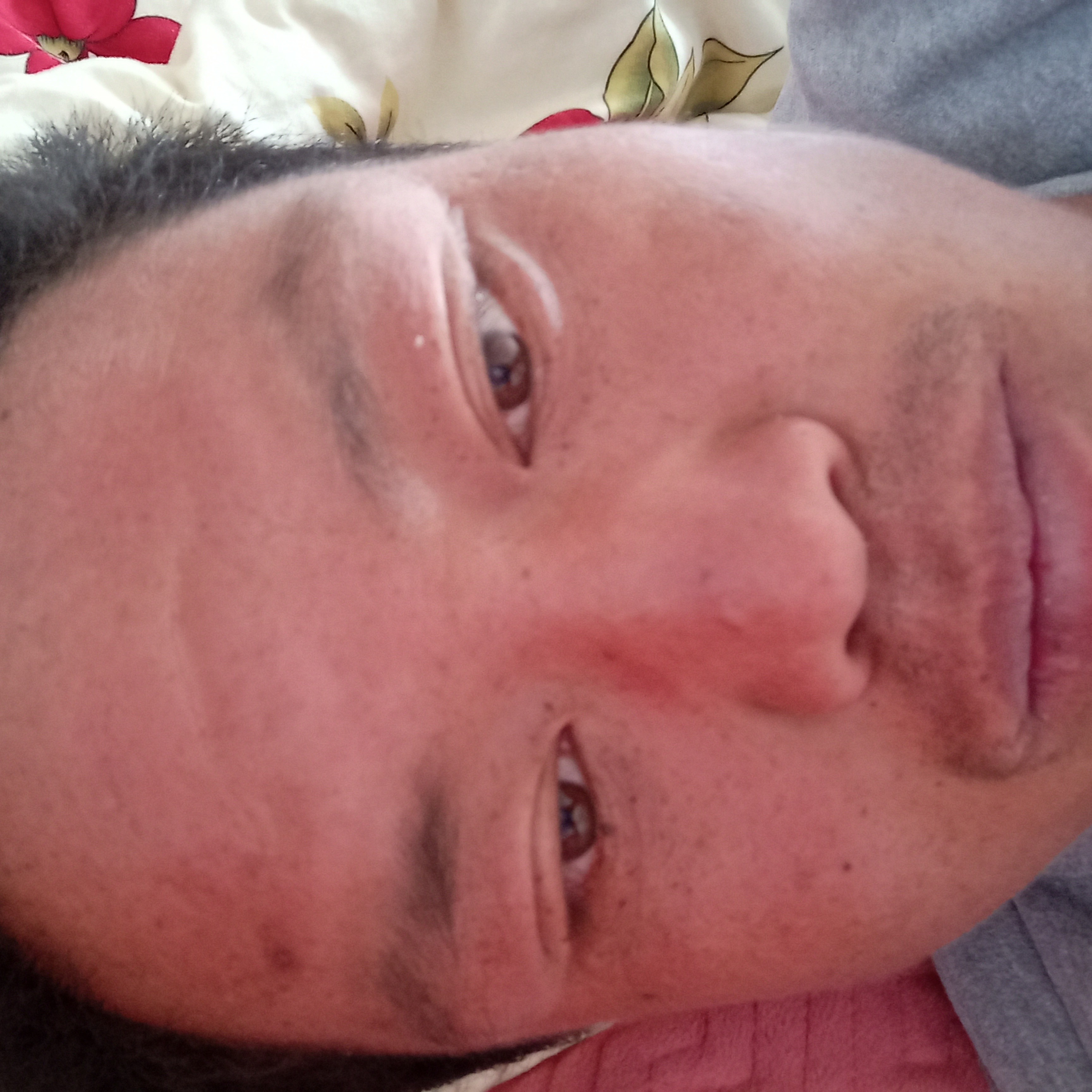 丰富停止向日葵的照片