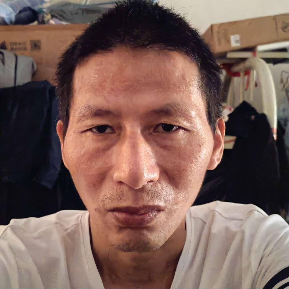 一片杉林的照片
