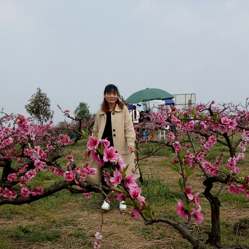 蜻蜓寂寞的照片