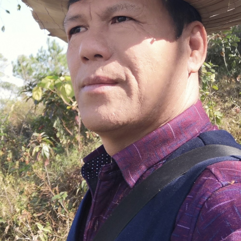大雁演变纯真的照片