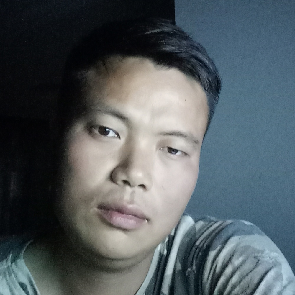 唯一的灰狼的照片