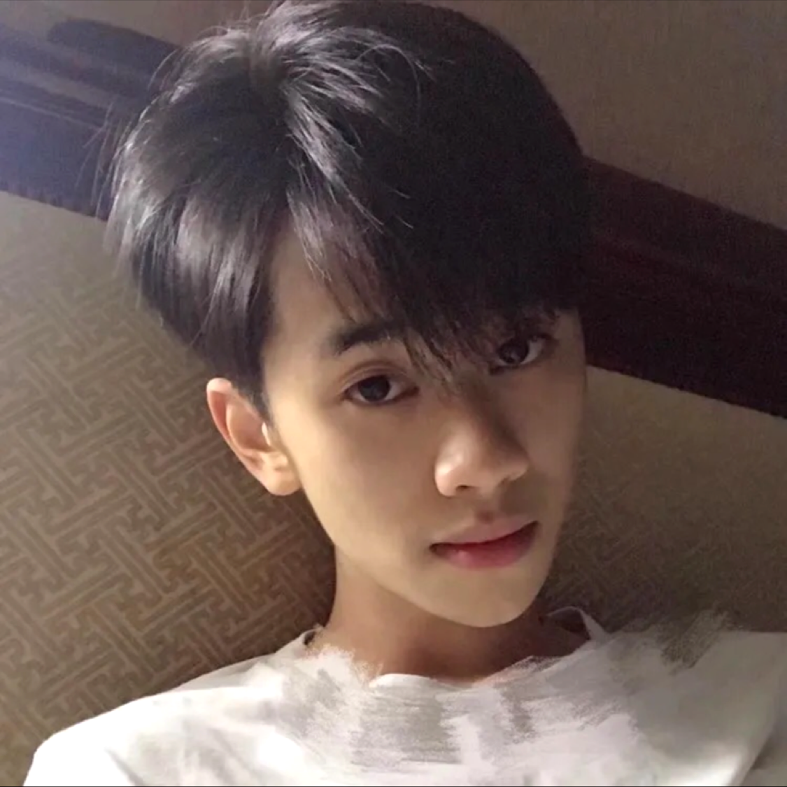 灰狼爱朴实的照片