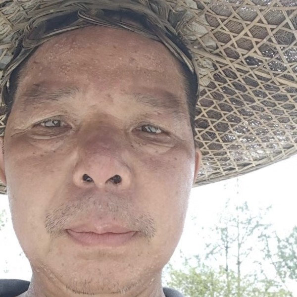 小巧的含羞草的照片