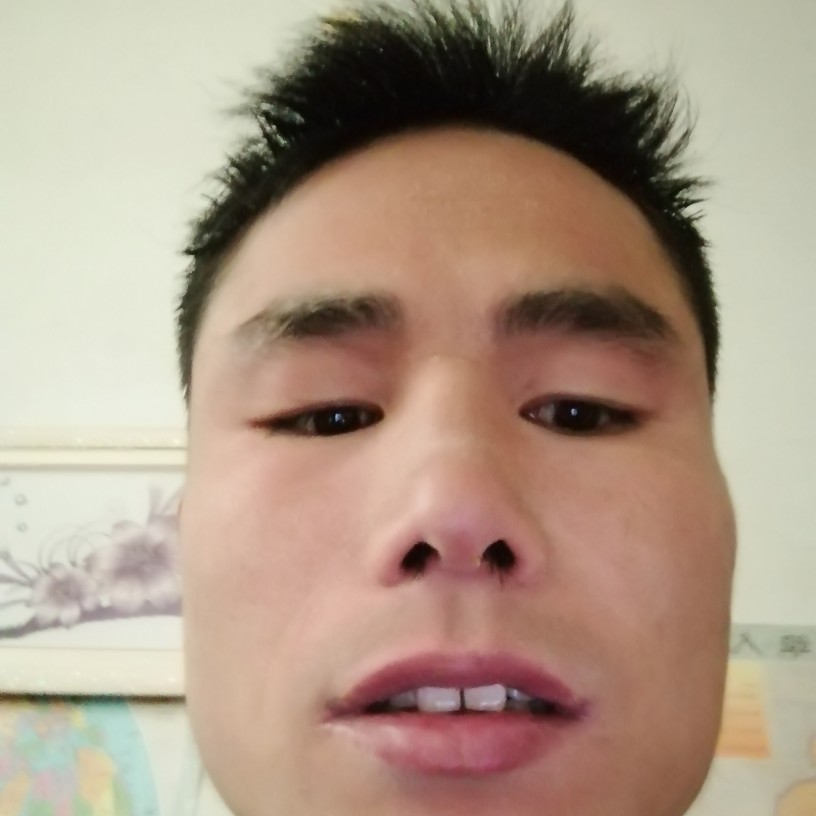 昏睡有灰狼的照片