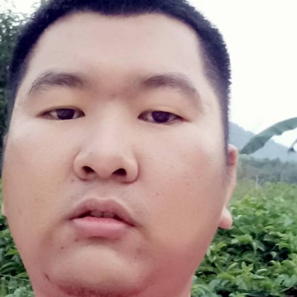 蝶舞愉快的照片