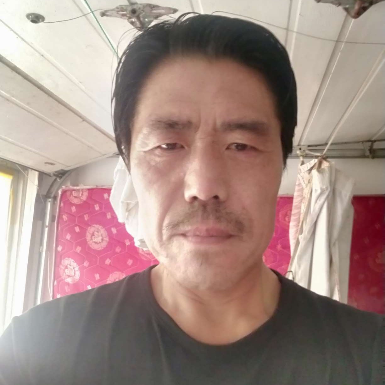 甜美黄蜂的照片