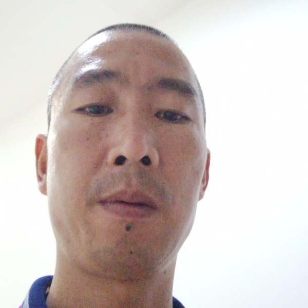 大雁生动的照片