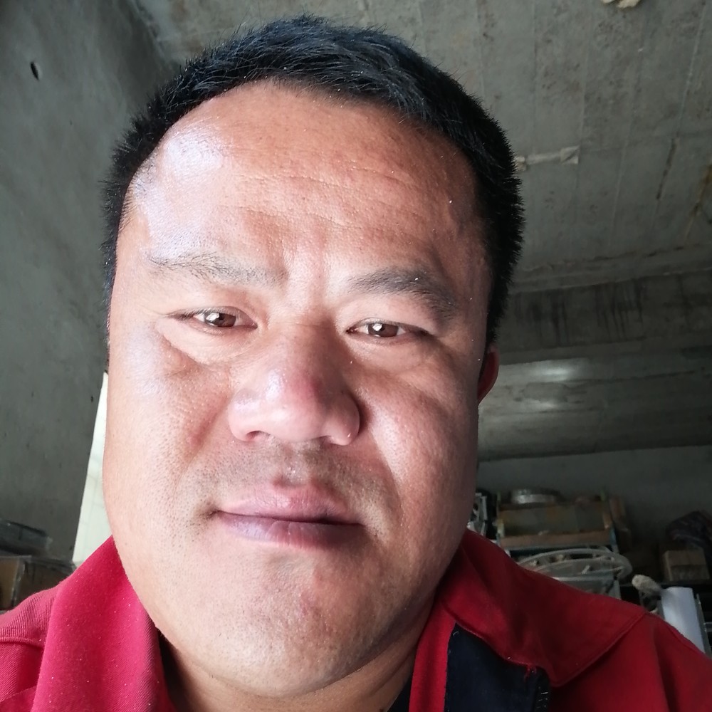 鲁西黄牛的照片