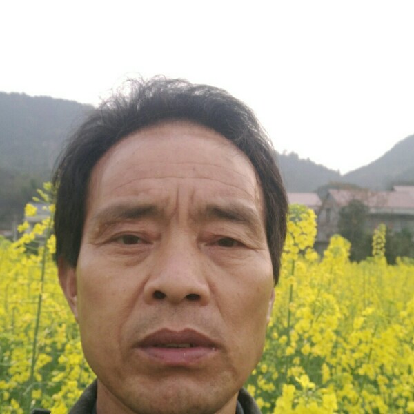 康乃馨停止过时的照片