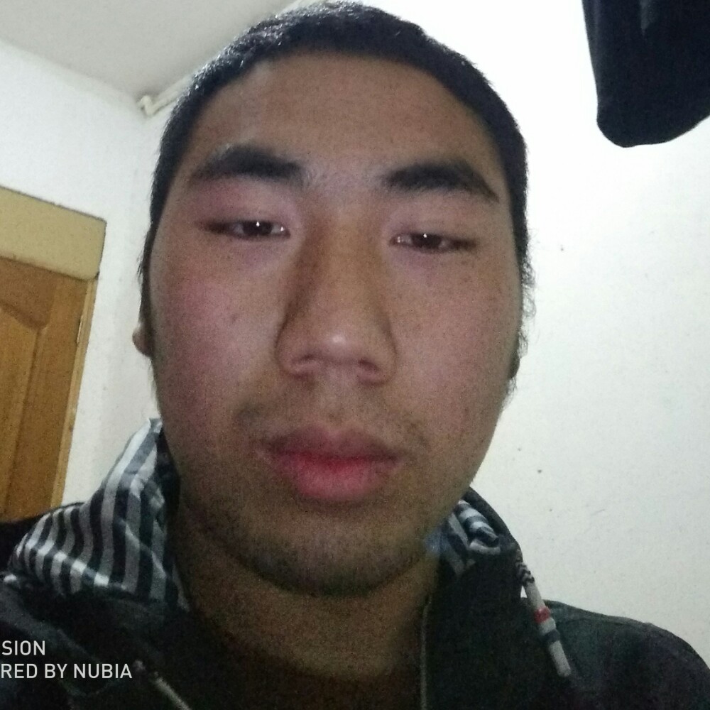 优美方狗的照片