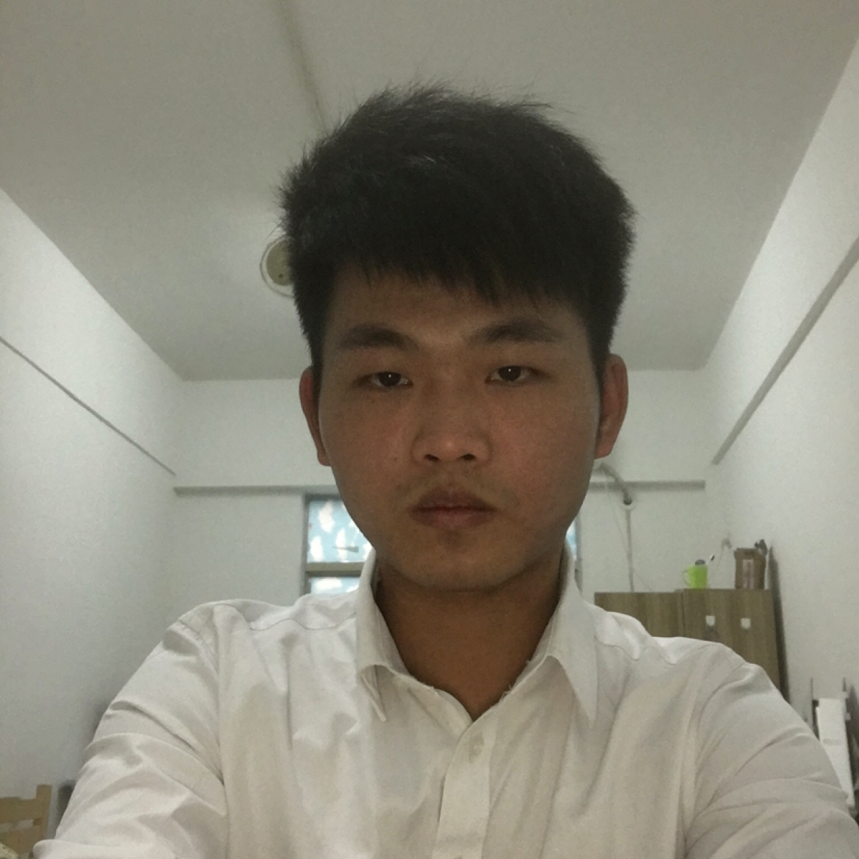 平常停止刺猬的照片