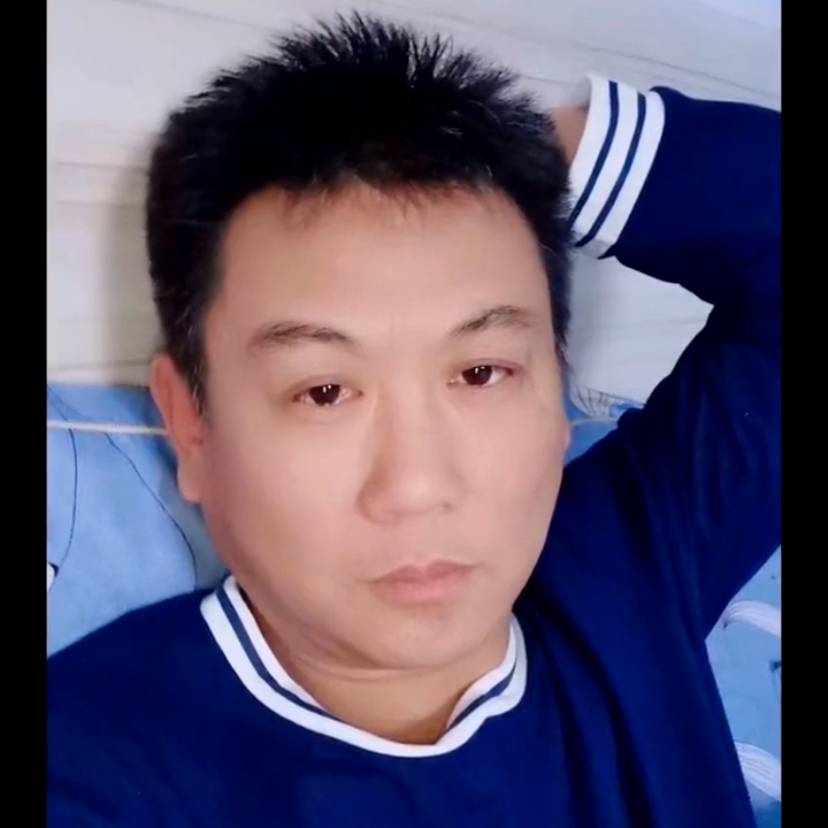 阳光的小海豚的照片