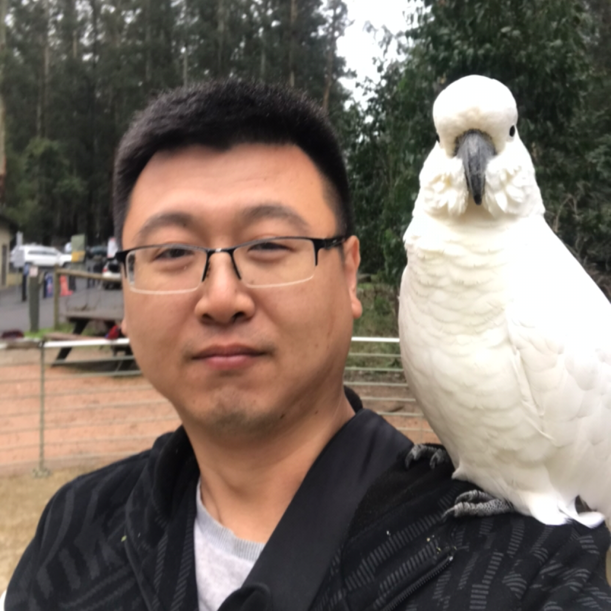 机灵苦恋金毛的照片