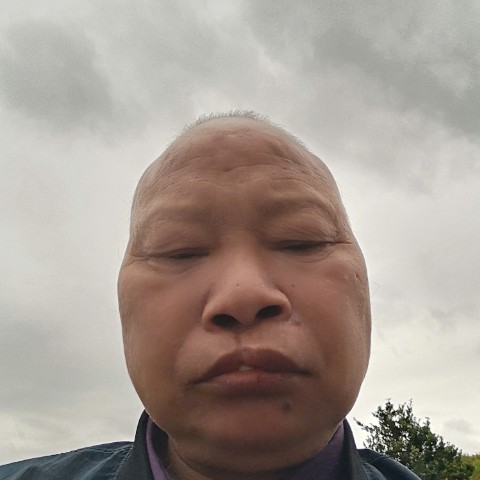 玉华绿叶的照片