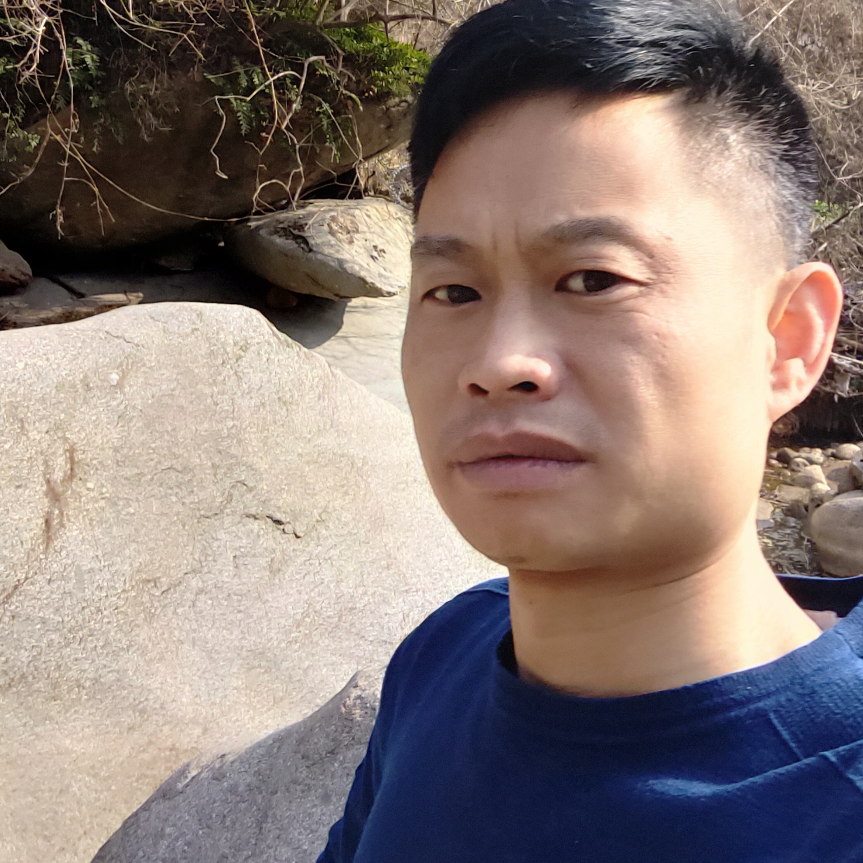 小鸽子吃醋伶俐的照片