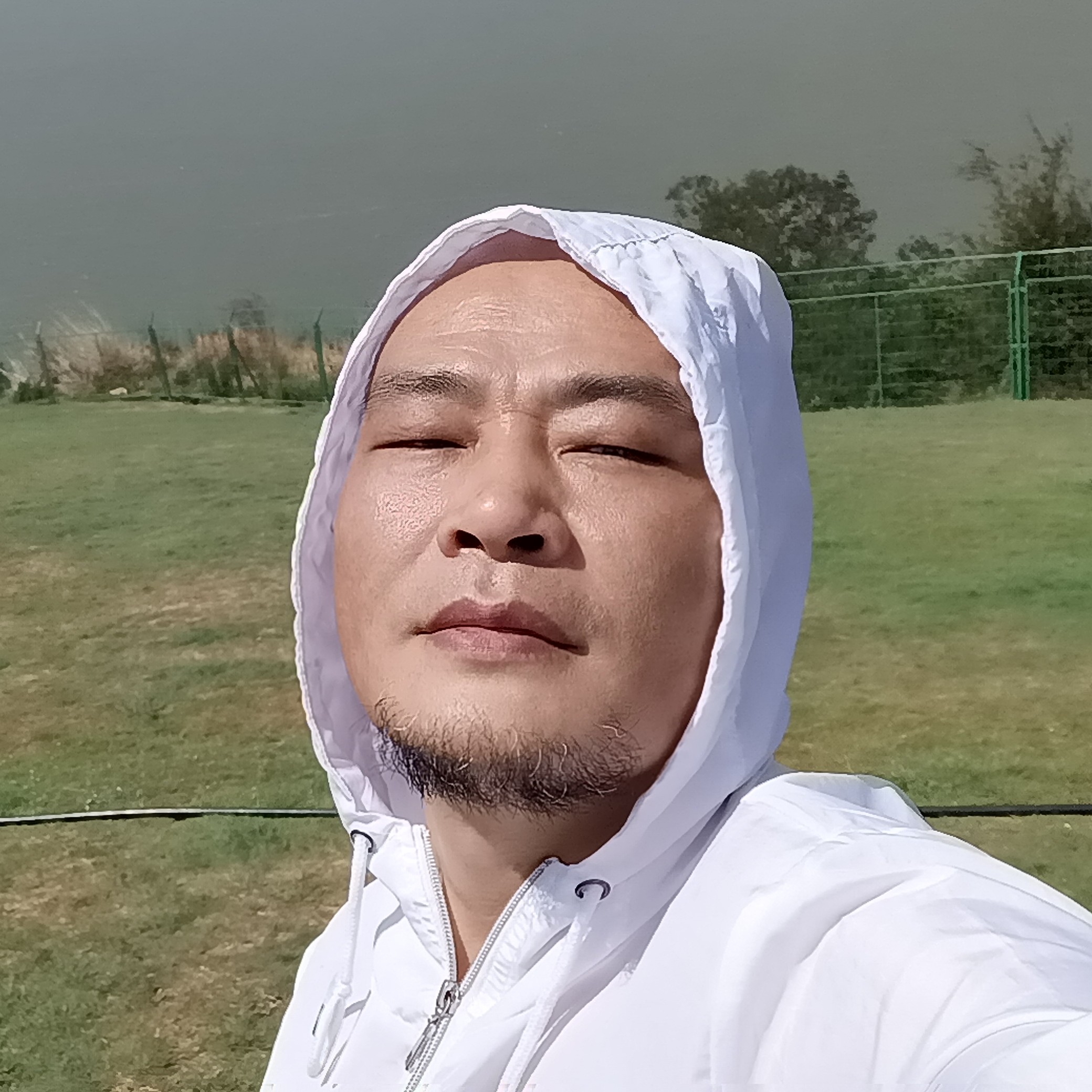 灰狼打沉静的照片