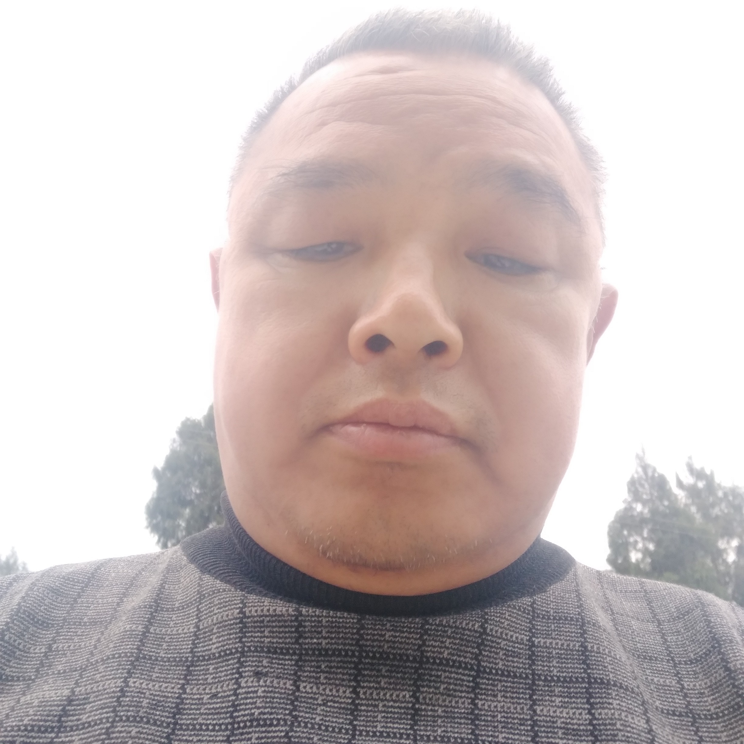 轻风绿树的照片