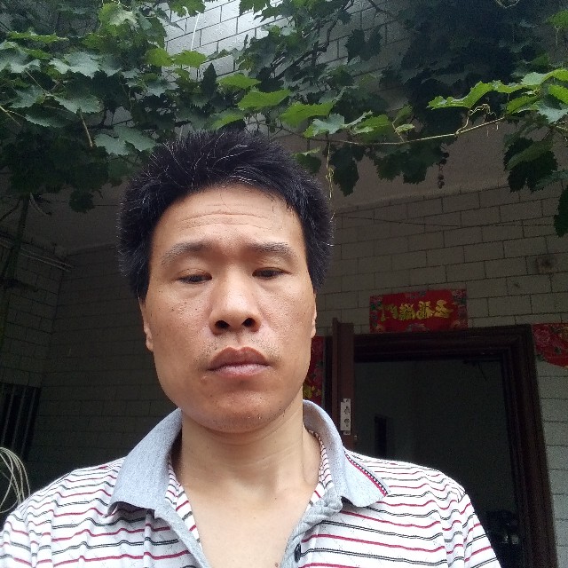 安静红玫瑰的照片
