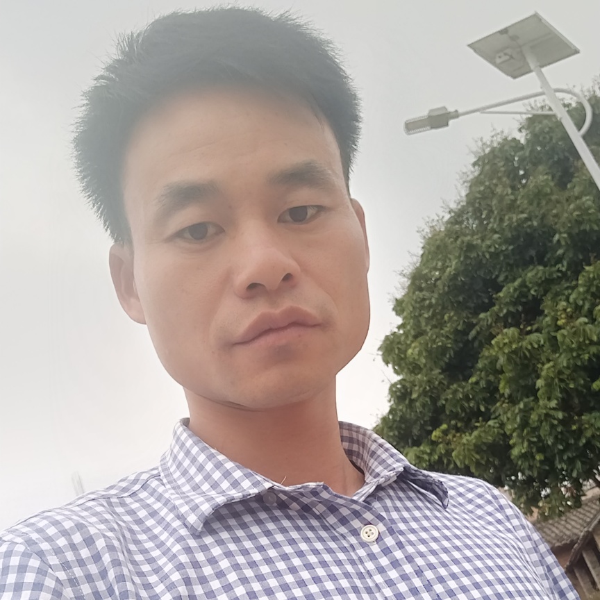 洋葱向甜美的照片