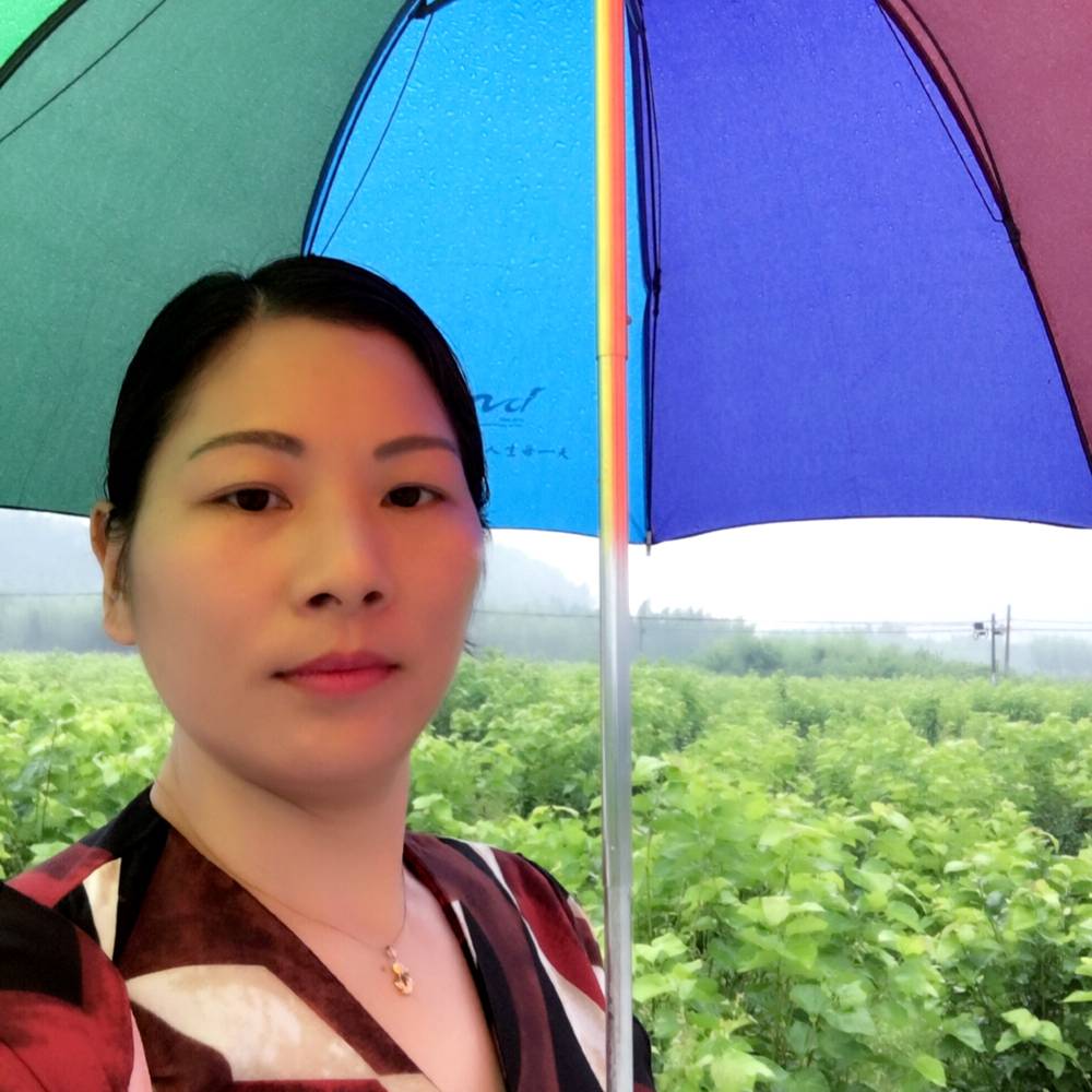 一朵带刺的玫瑰的照片