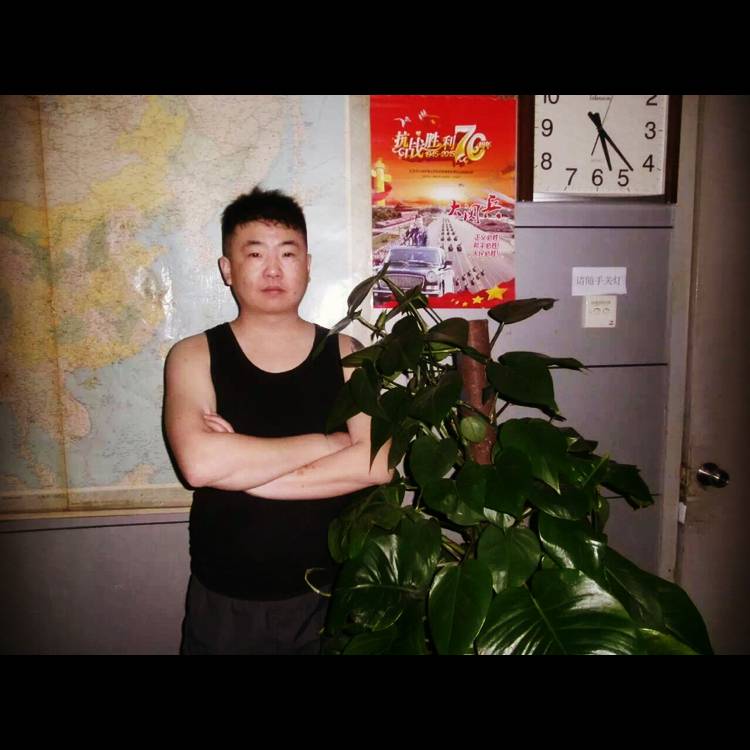 刺猬单纯的照片