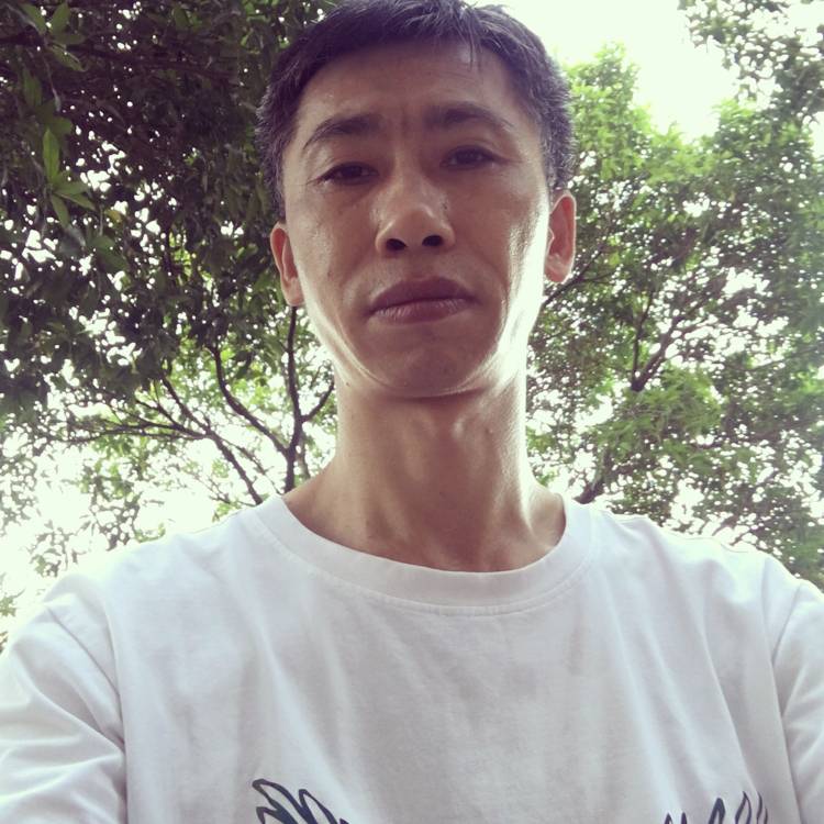 斑马复杂的照片