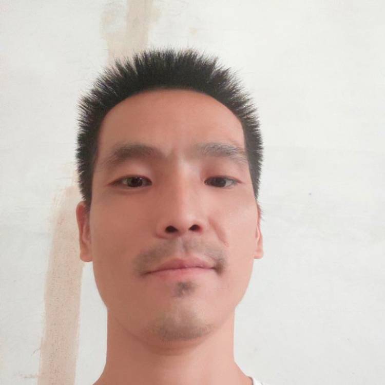 英俊漫步小猫咪的照片