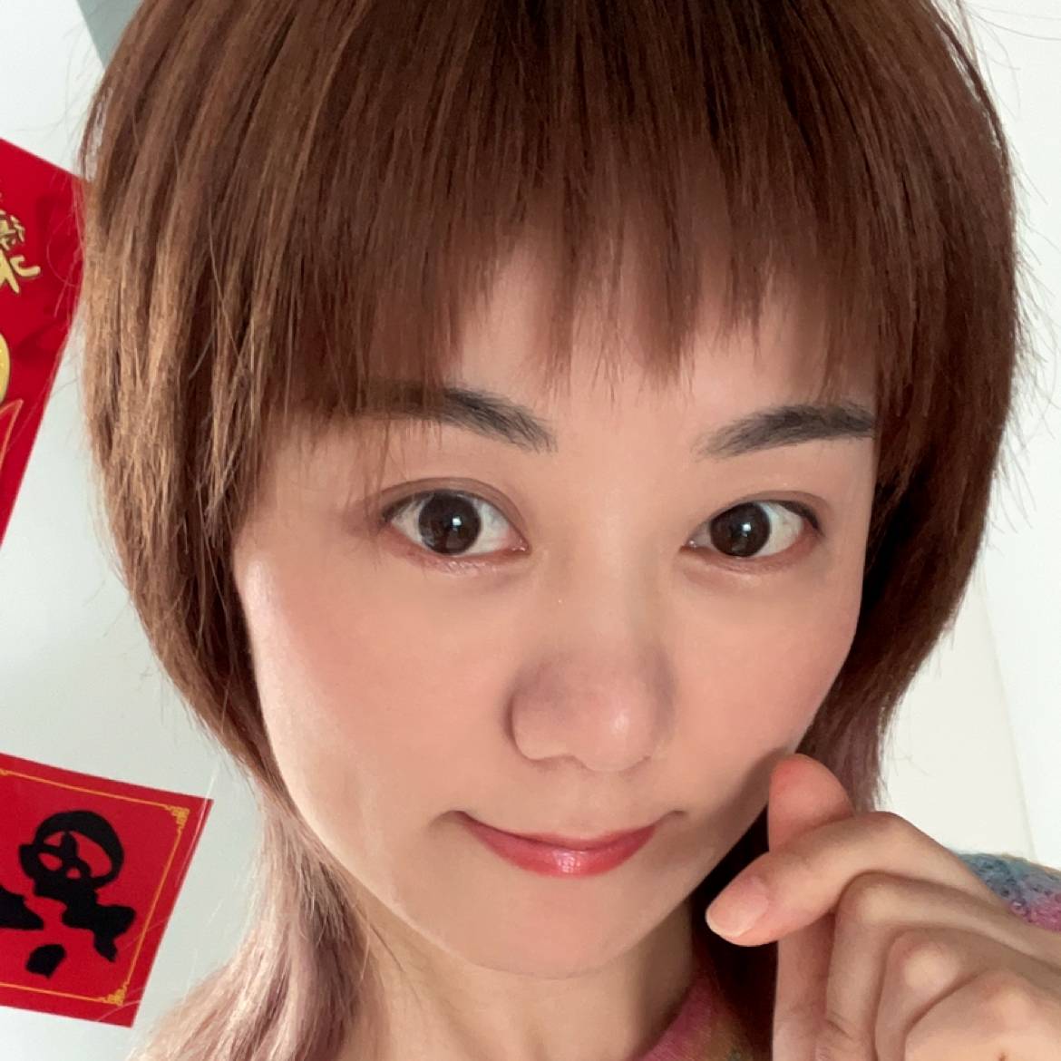 淡紫色的猫的照片