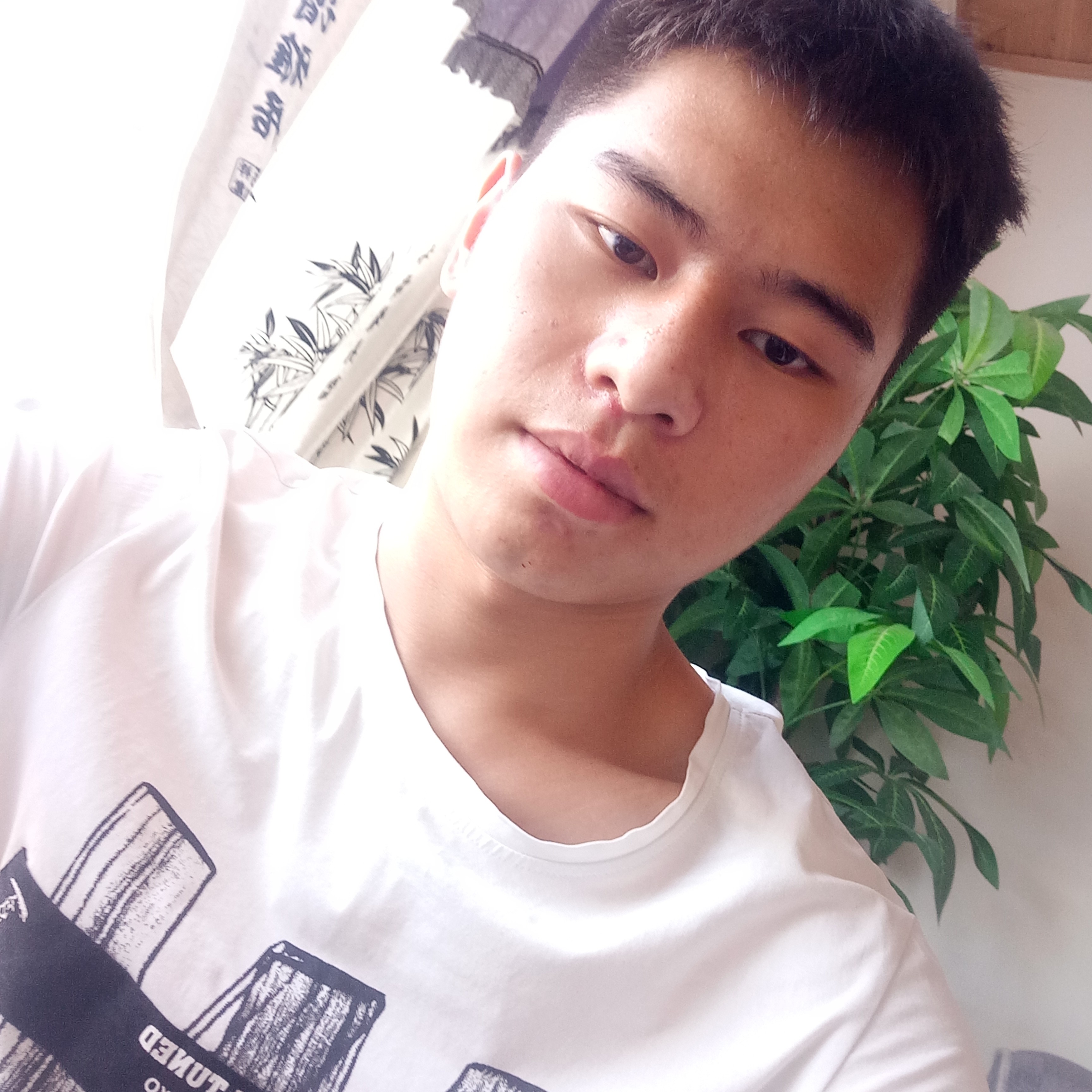 若梦灰狼的照片