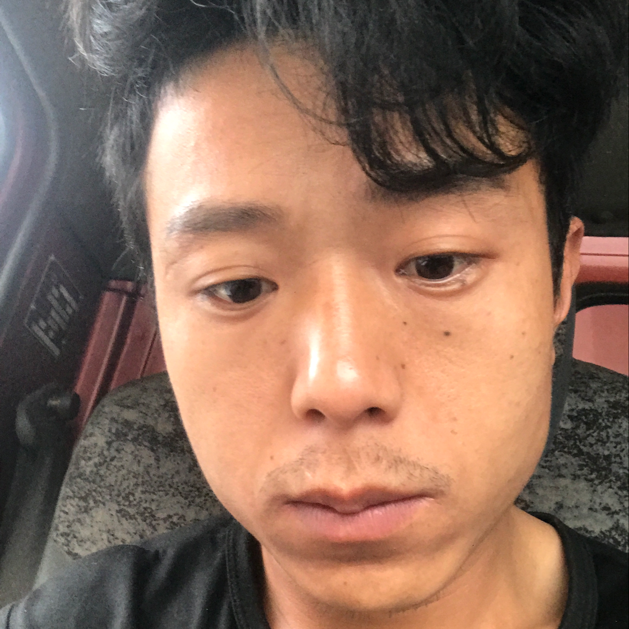 舒适蹁跹灰狼的照片