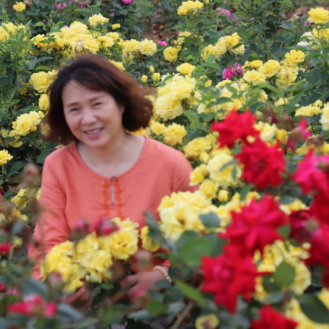 淡妆芙蓉的照片