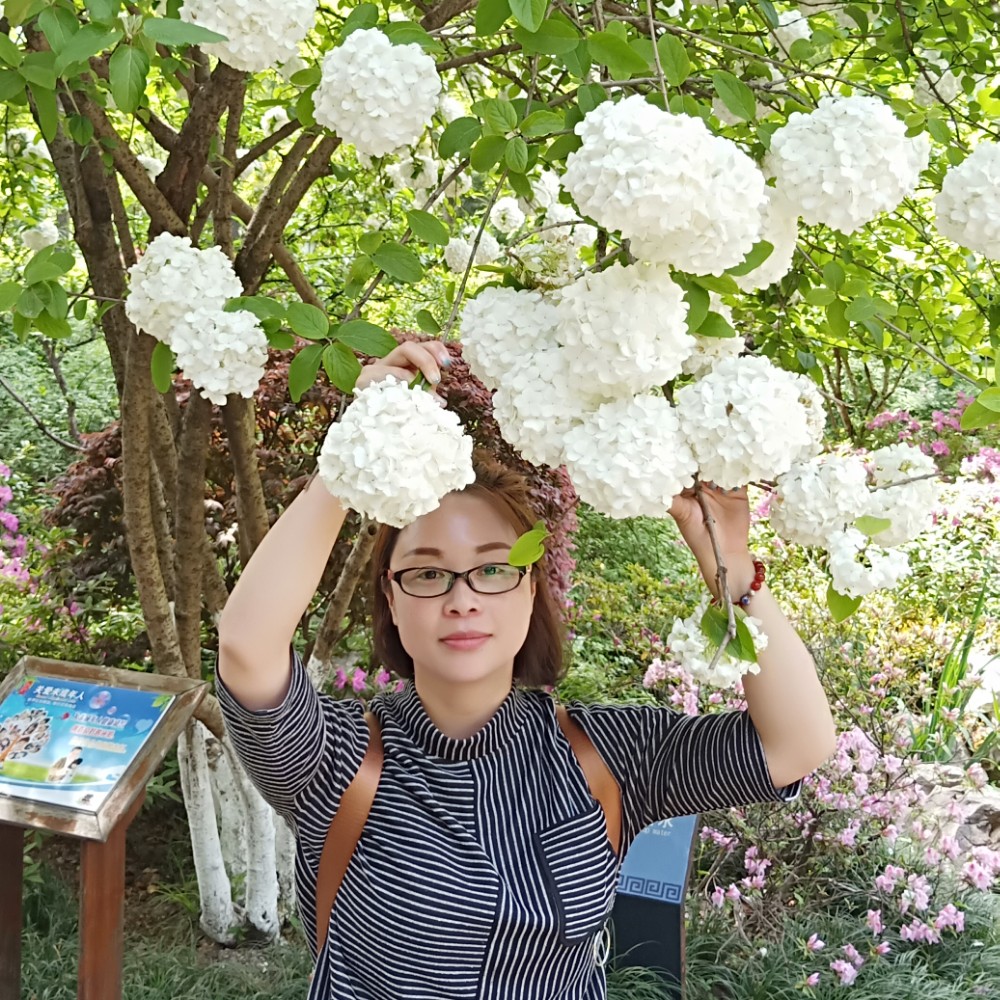 狂野树叶的照片