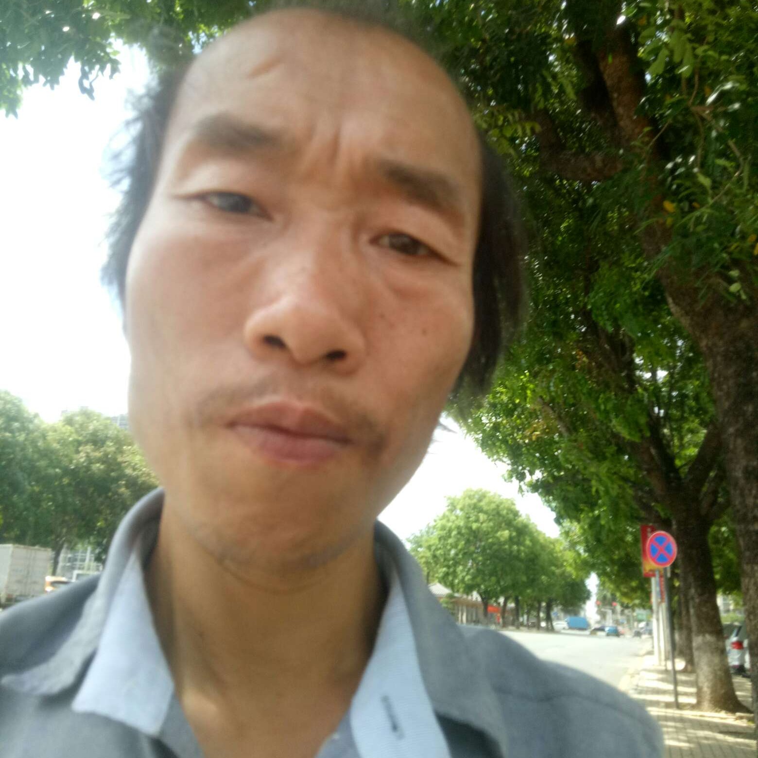 单薄那大树的照片