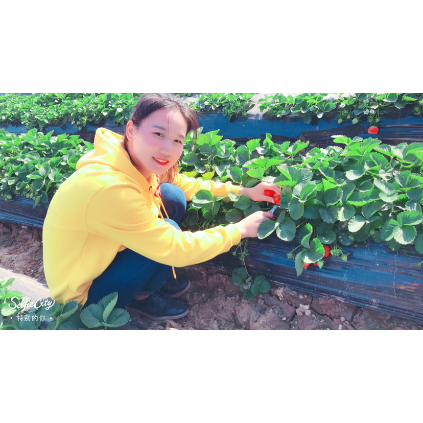 麦苗1的照片