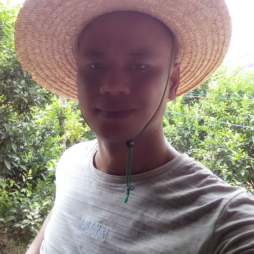 乌龟冷静的照片