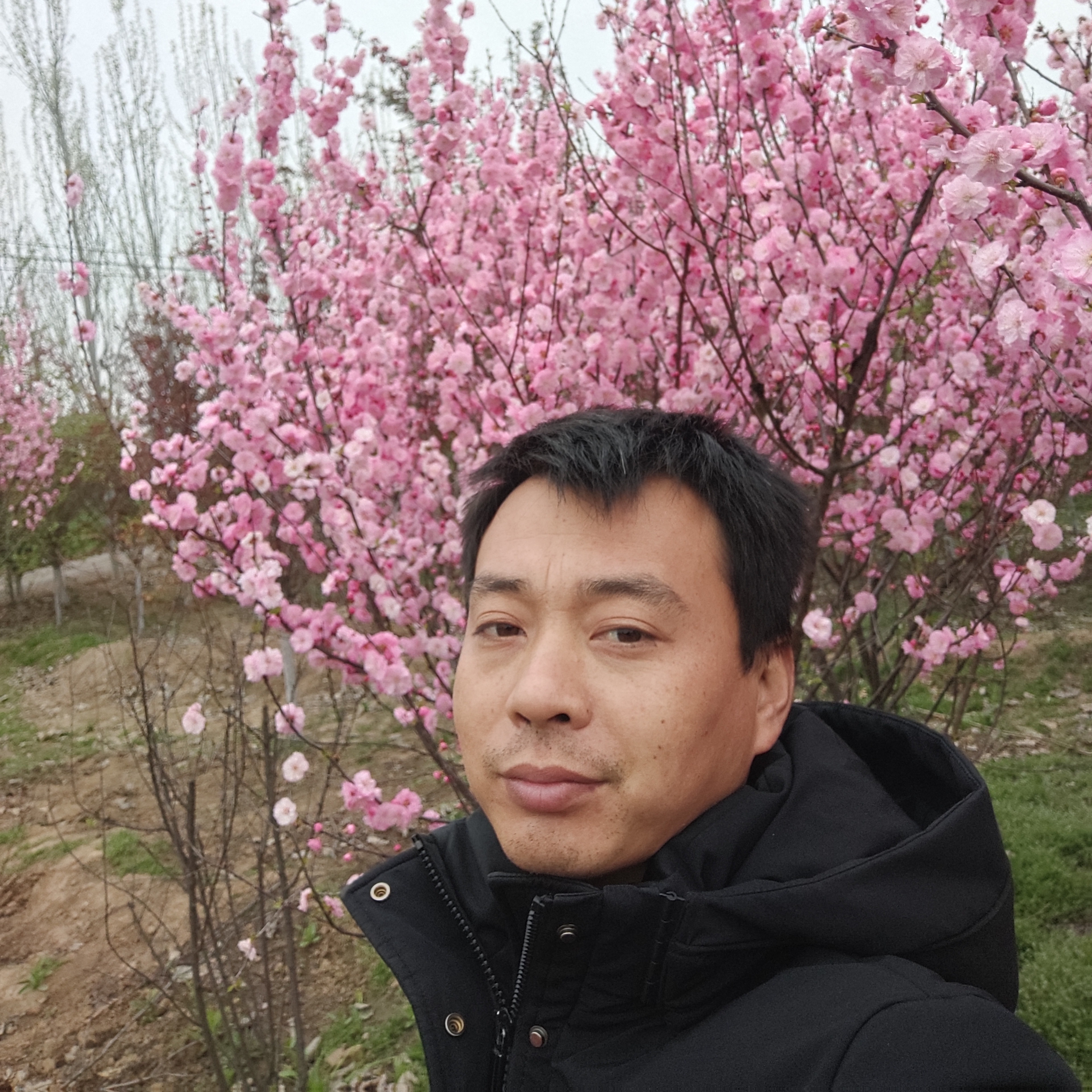 大树放弃从容的照片