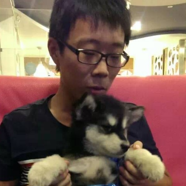 一条老狗的照片