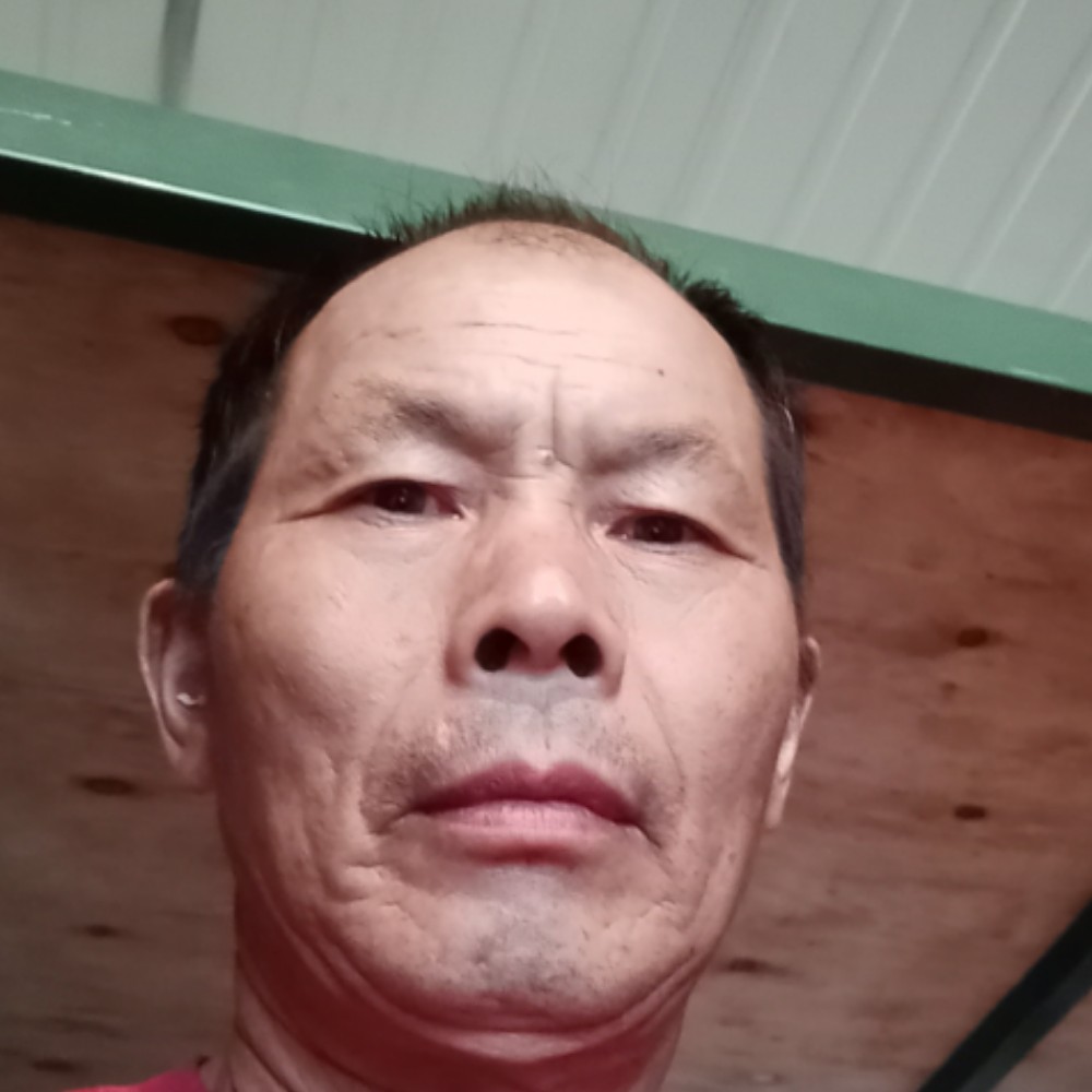 阔达浅吻小海豚的照片