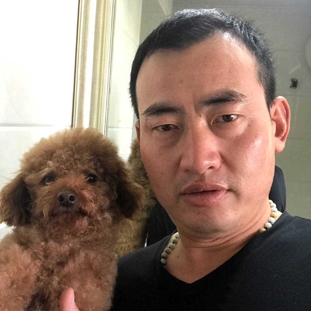 流浪狗的生活的照片