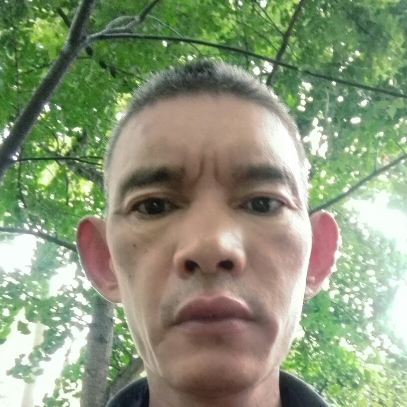 无碟花的照片