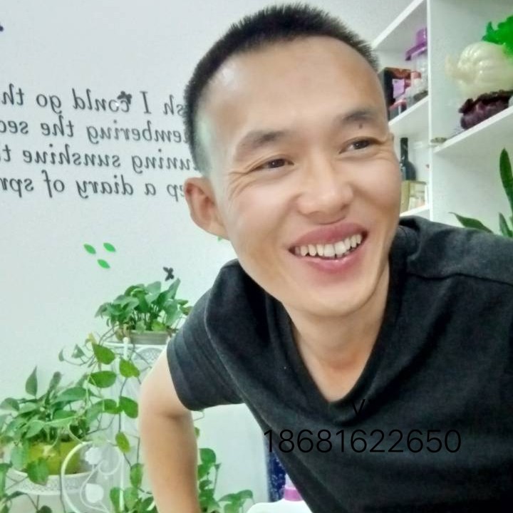 忧郁的狼的照片