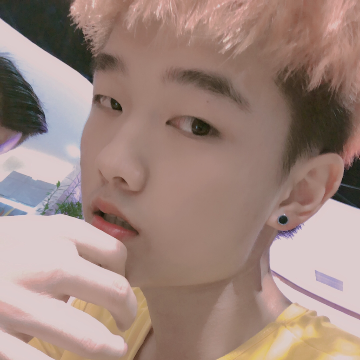 小狼狗的照片