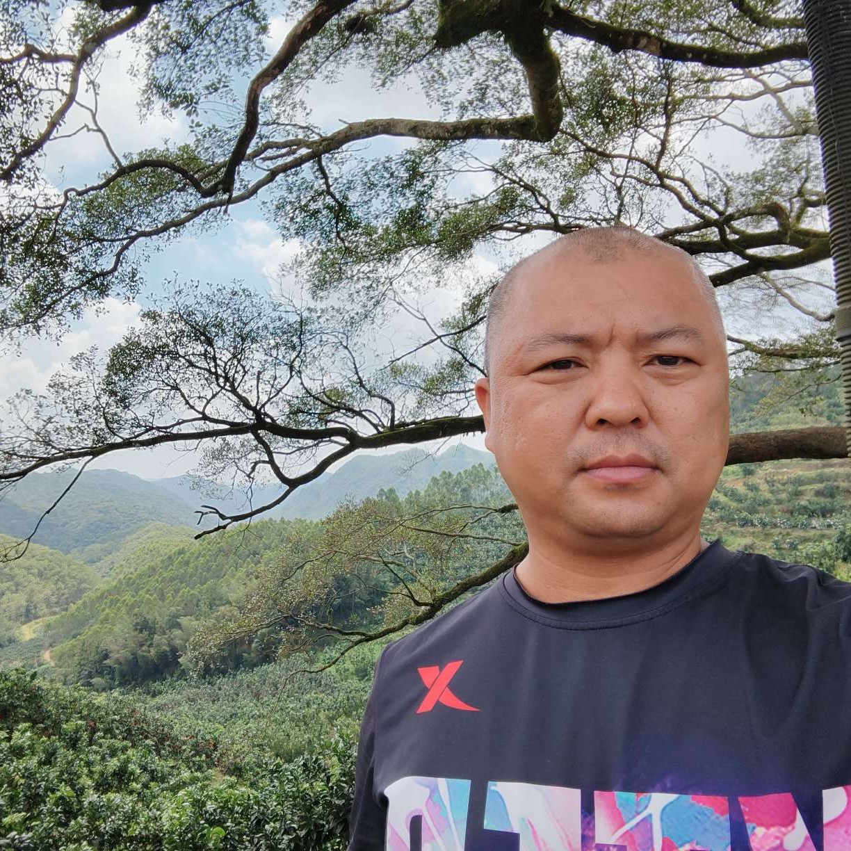 向日葵灼热的照片