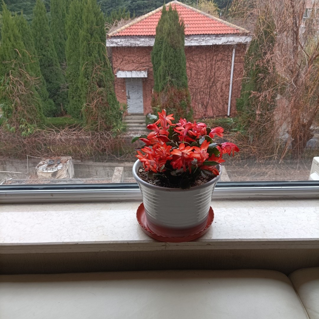 南鸢凶狠的照片