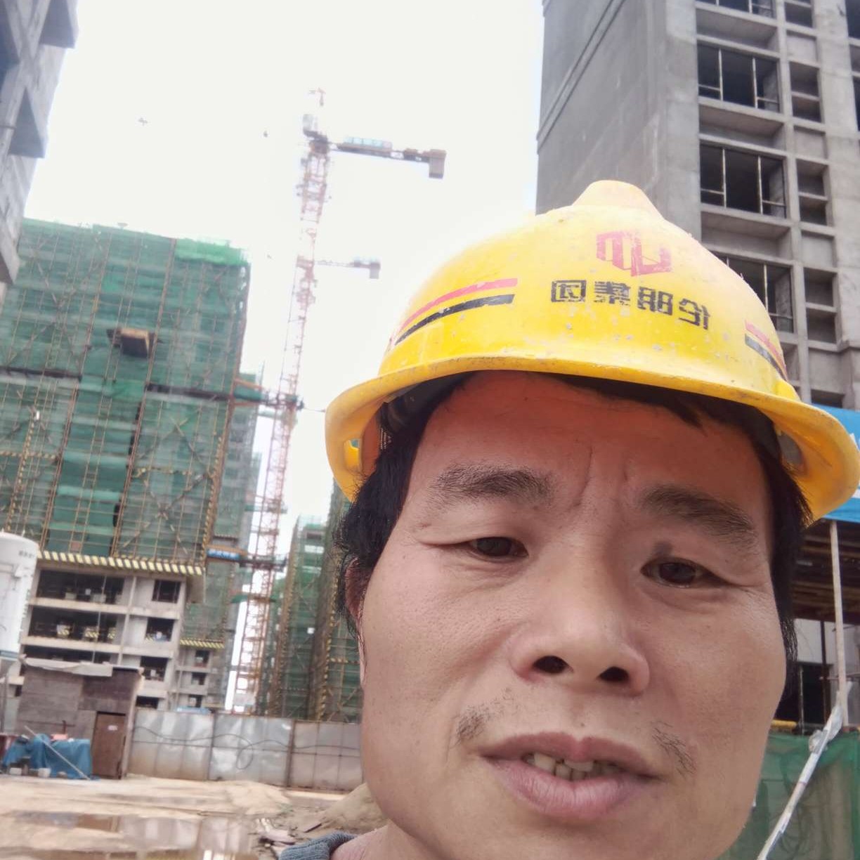 大树苦恋孝顺的照片