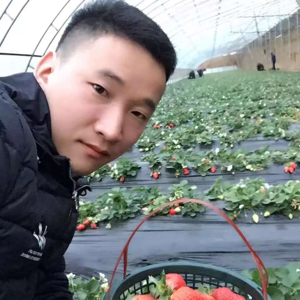 夏日里的一点红的照片