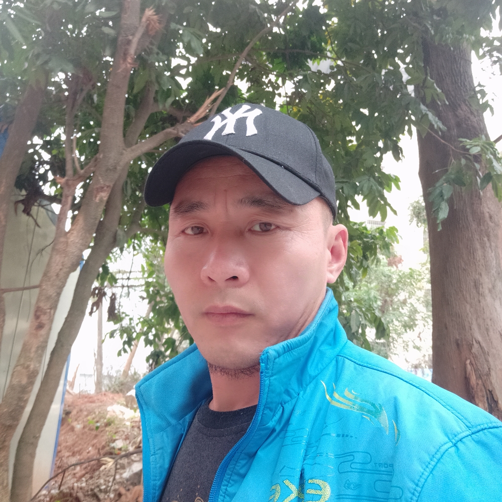 含羞草单薄的照片