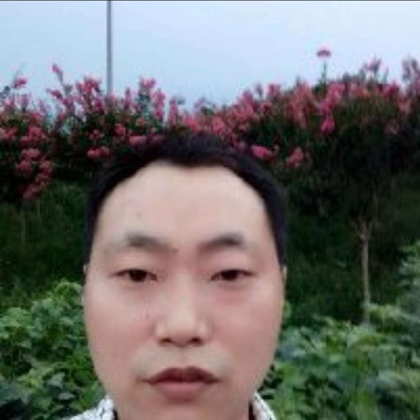 高高用向日葵的照片
